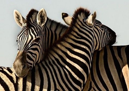 cutehuggingzebras.jpg Cute Hugging Zebras