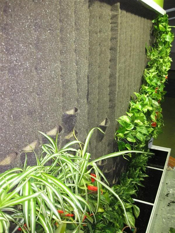 Lushe | Melbourne Vertical Garden Specialist