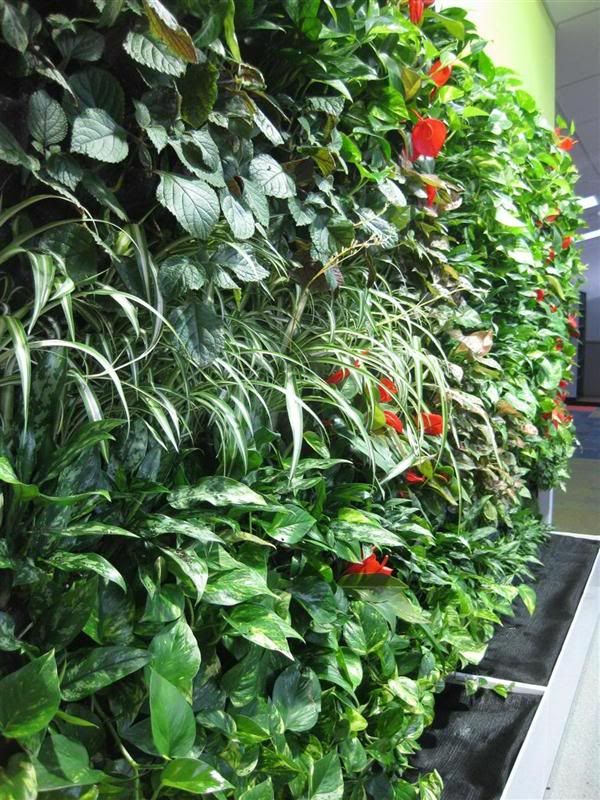 Lushe | Melbourne Vertical Garden Specialist