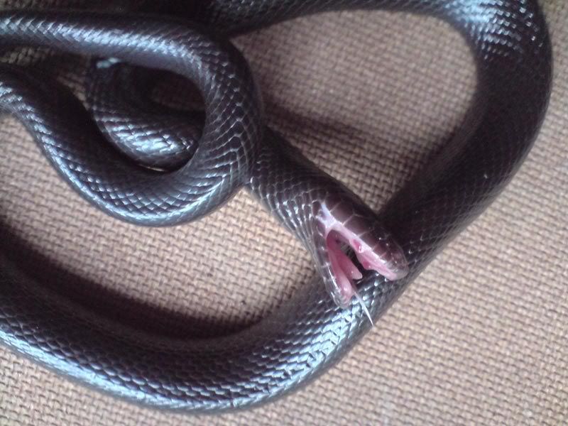 natal black snake
