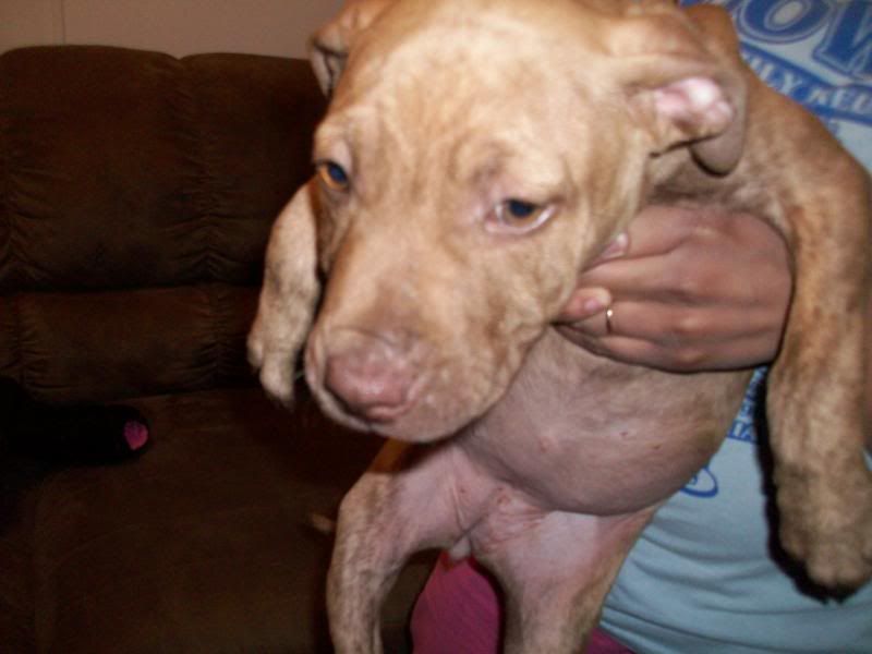 Causes and Solutions for Dog Head Shaking | PetHelpful
