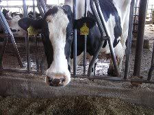 Nine out of ten dairy cows in the US are not pasture-raised, according to the USDA