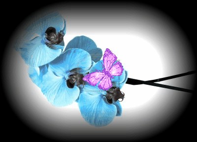  photo 5269712-orchidea-blu-su-sfondo-bianco-2.gif