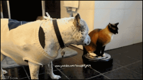roomba-cat-vs-dog_zps68c9b8a9.gif
