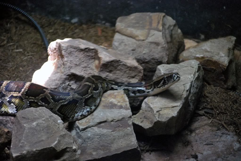 Snake photo Python.jpg