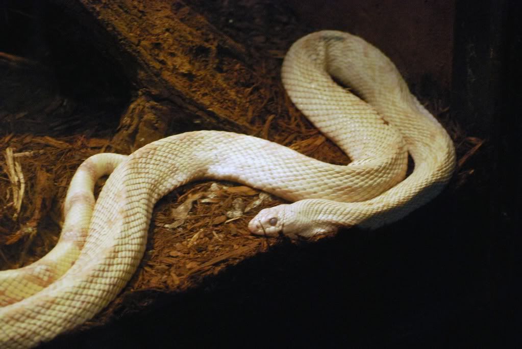 White Boa photo White_Python.jpg