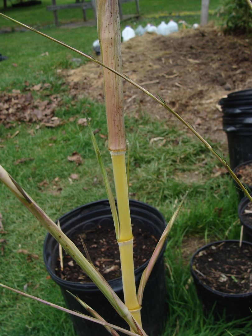 Best bamboos to grow in zone 6 bambooweb.info