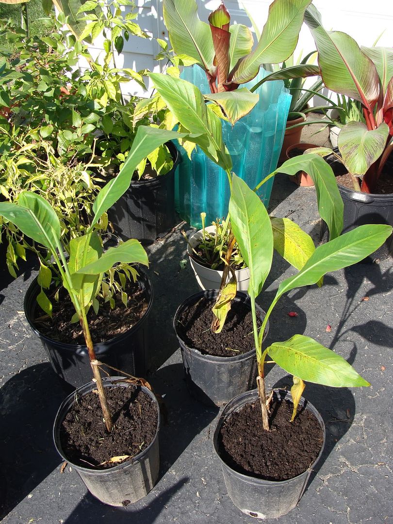 Banana Plant Care