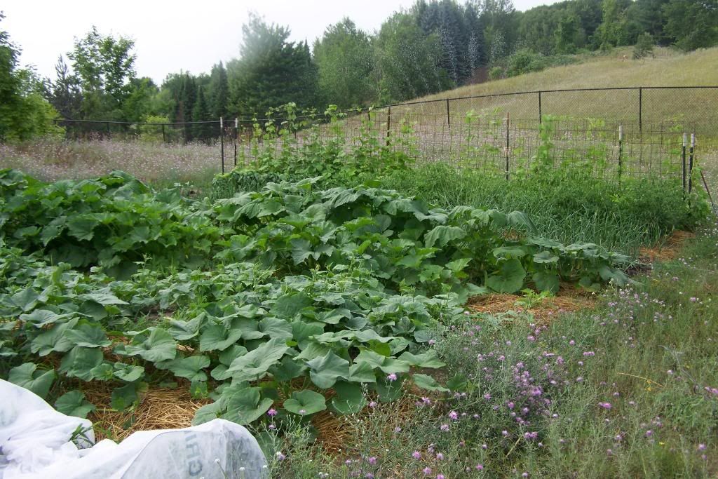 Homestead Pictures Thread.. - Homesteading Questions