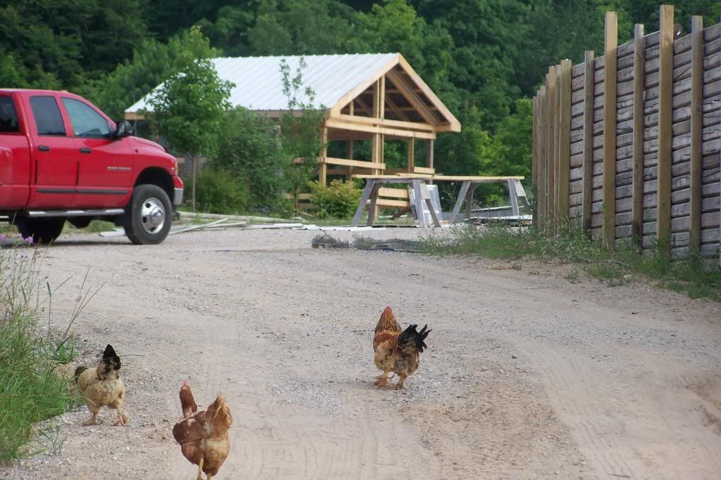 Homestead Pictures Thread.. - Homesteading Questions