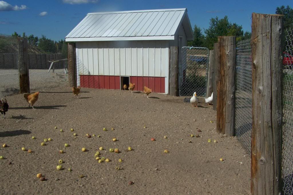 Homestead Pictures Thread.. - Homesteading Questions