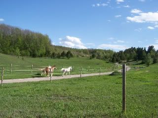 Homestead Pictures Thread.. - Homesteading Questions