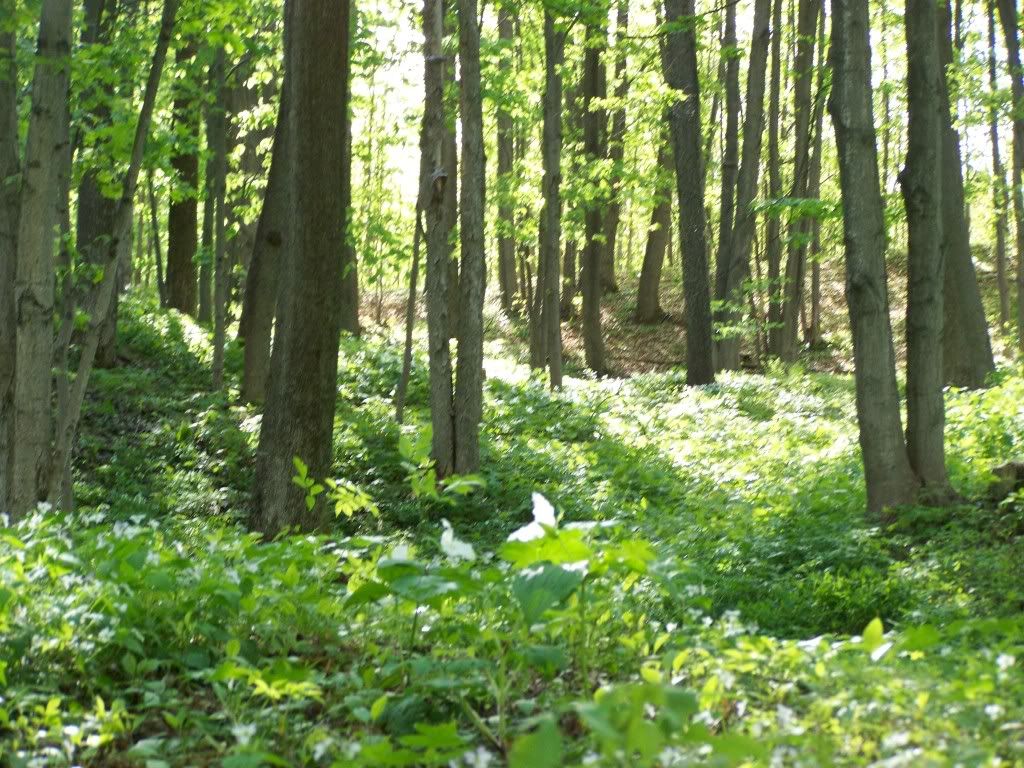 Homestead Pictures Thread.. - Homesteading Questions