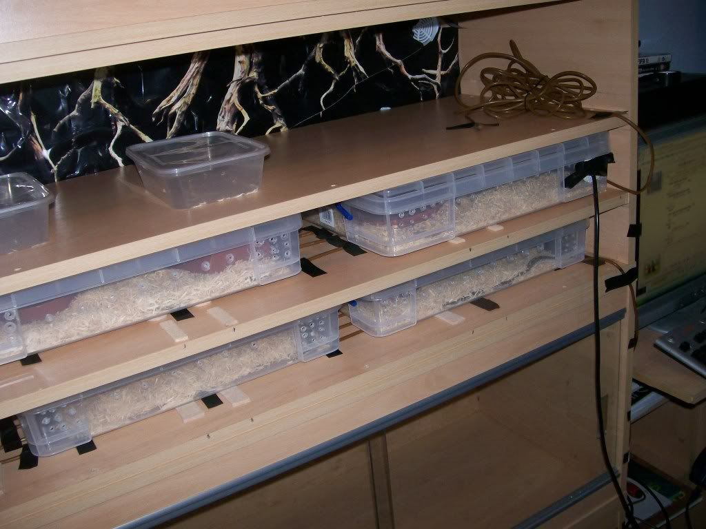 My snake Rack done today! Reptile Forums