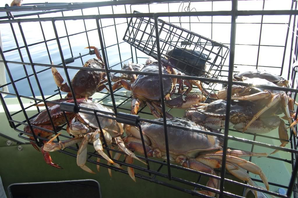 Saltwater Manchester area 10 good crab bad fish Bloodydecks