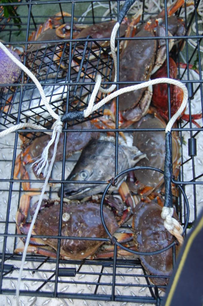 Saltwater Manchester area 10 good crab bad fish Bloodydecks
