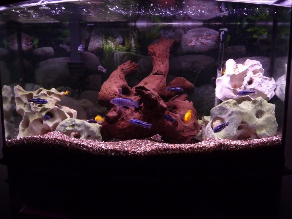 75G Peacock Tank